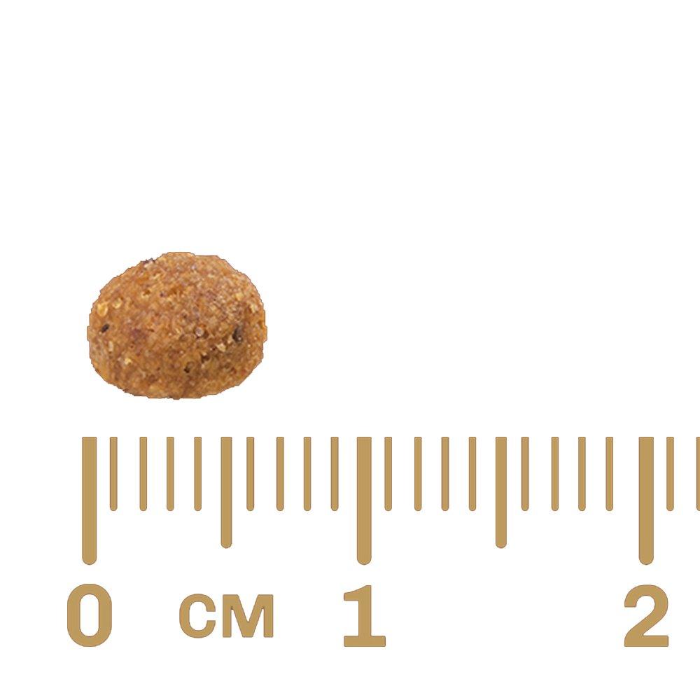 Ração GranPlus Frango e Arroz para Gatos Filhotes - 10,1 Kg