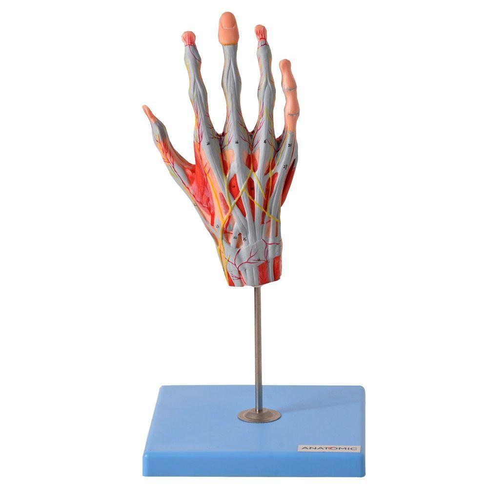 Miniatura Mão Muscular Principais Nervos e Vasos Anatomia