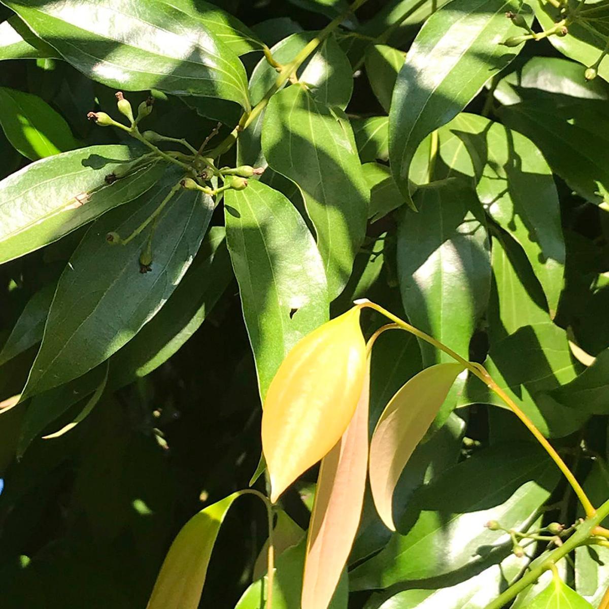 Miniatura Chá De Canela Java Quebrada - Cinnamomum Burmannii - 100G