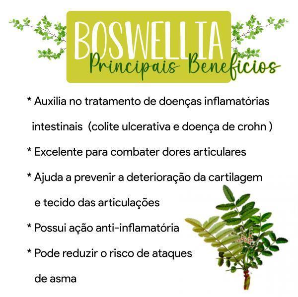 Miniatura Kit 6 Frascos Boswelia 360 Cáps 500Mg - Boswellia Serrata