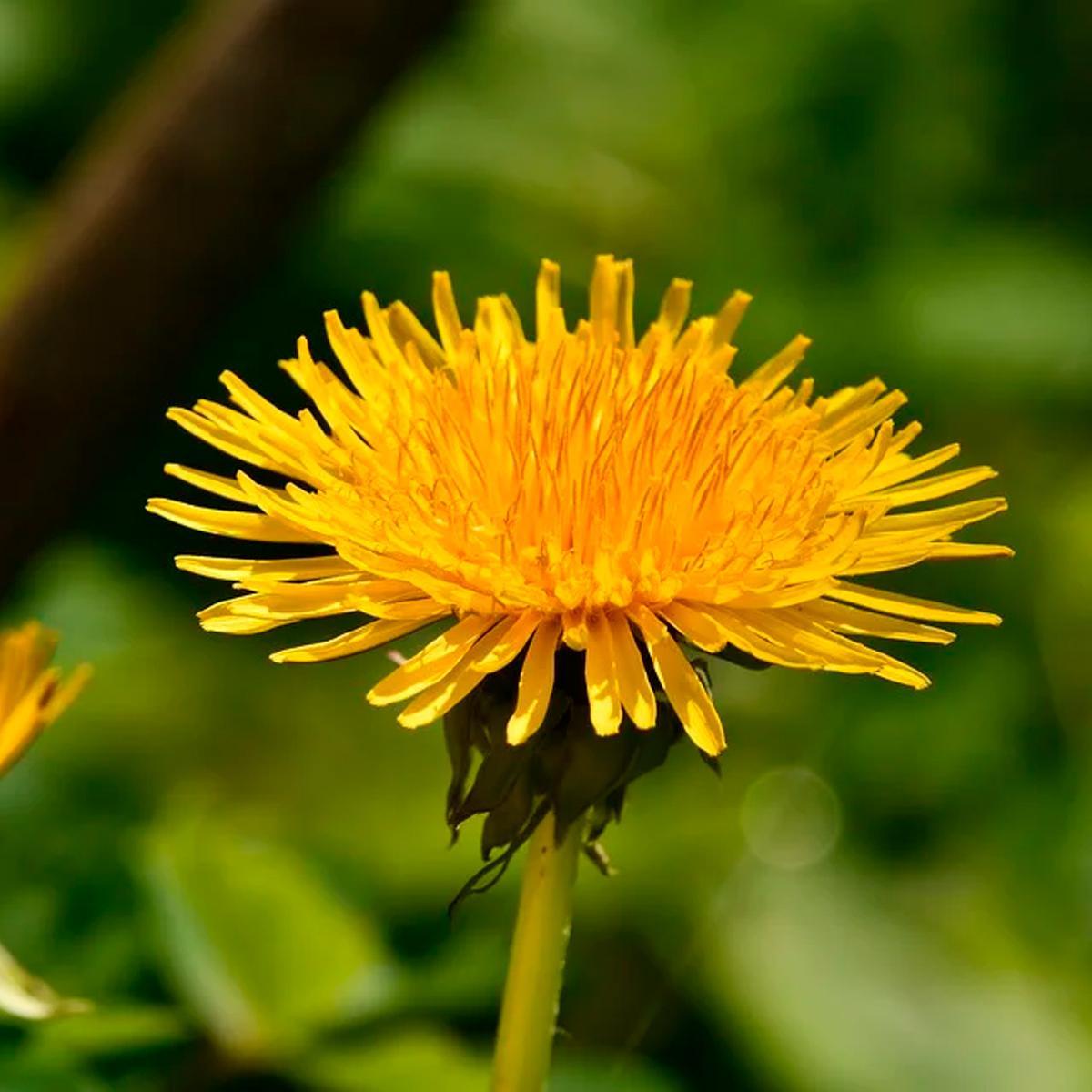 Miniatura Chá De Dente De Leão - Taraxacum Officinale Weber - 100G