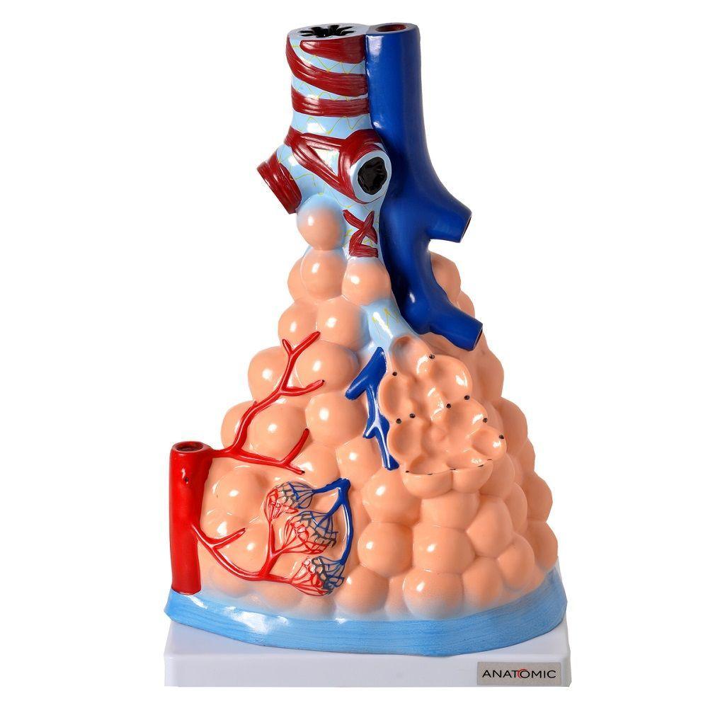 Miniatura Alvéolos Pulmonares Humano Ampliado