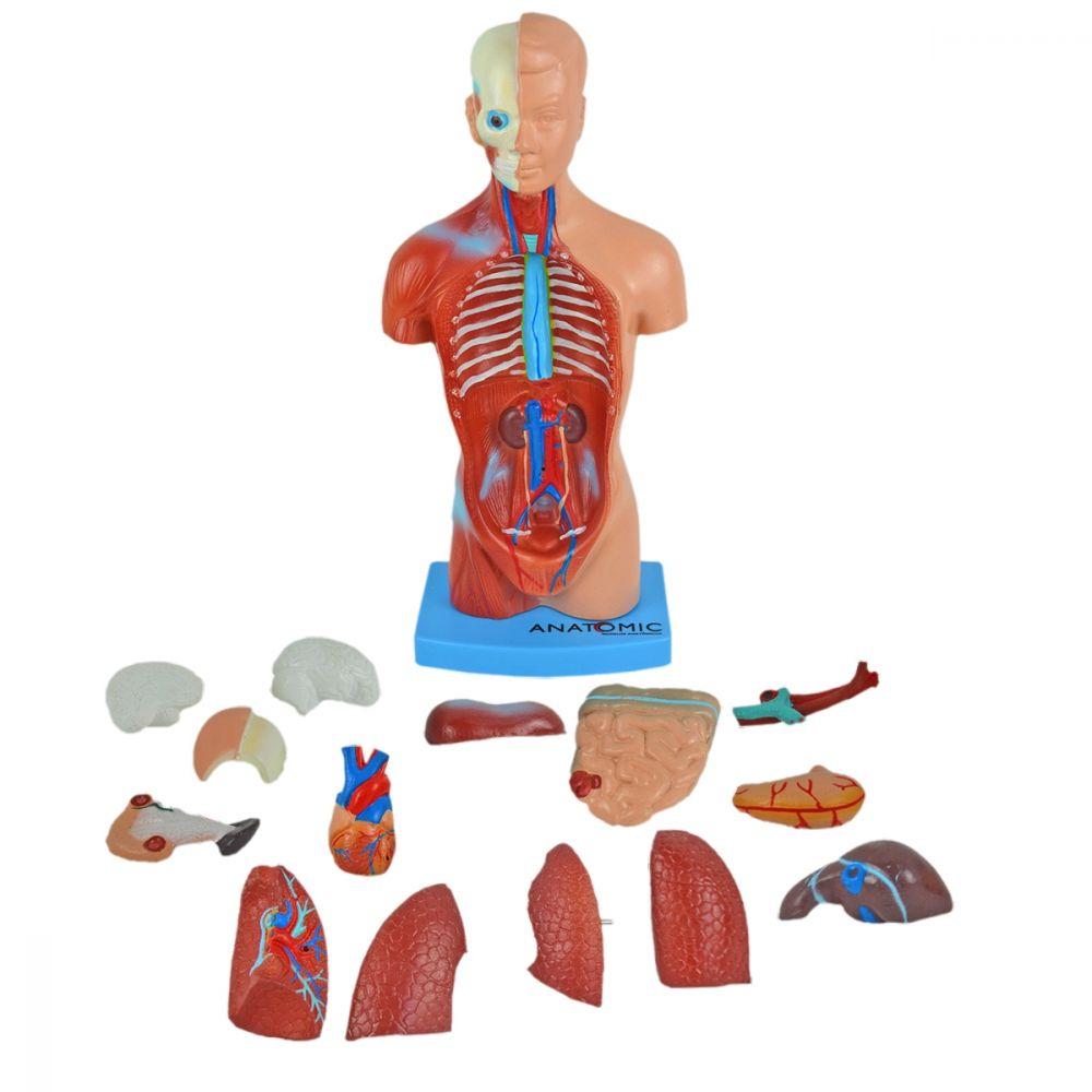 Miniatura Torso Humano De 28 Cm Assexuado Em 15 Partes