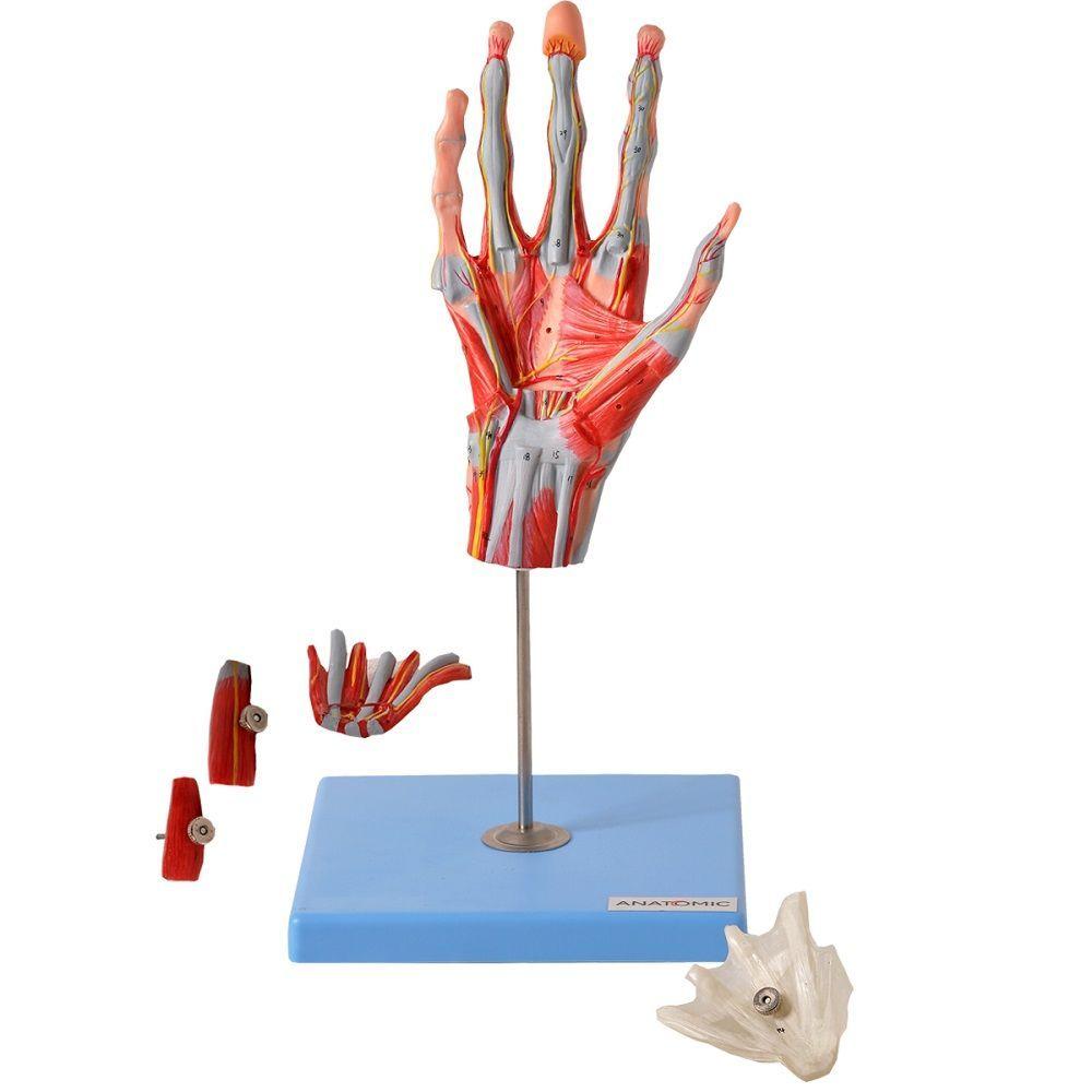 Miniatura Mão Muscular Principais Nervos e Vasos Anatomia