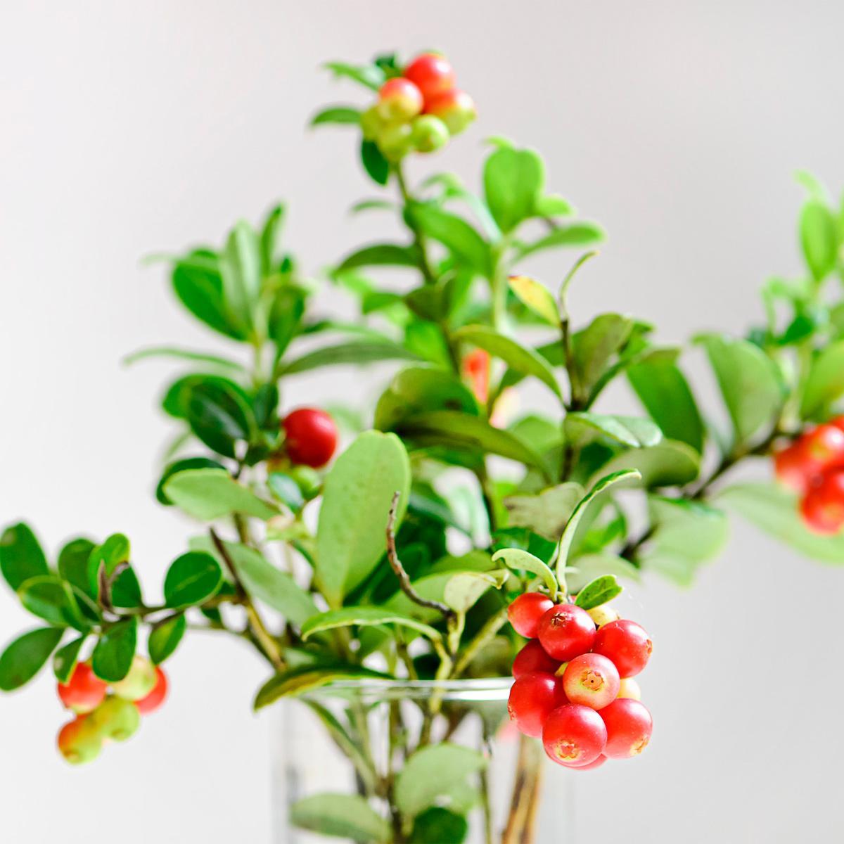 Miniatura Chá De Uva Ursi - Livre De Agrotóxicos - 100G