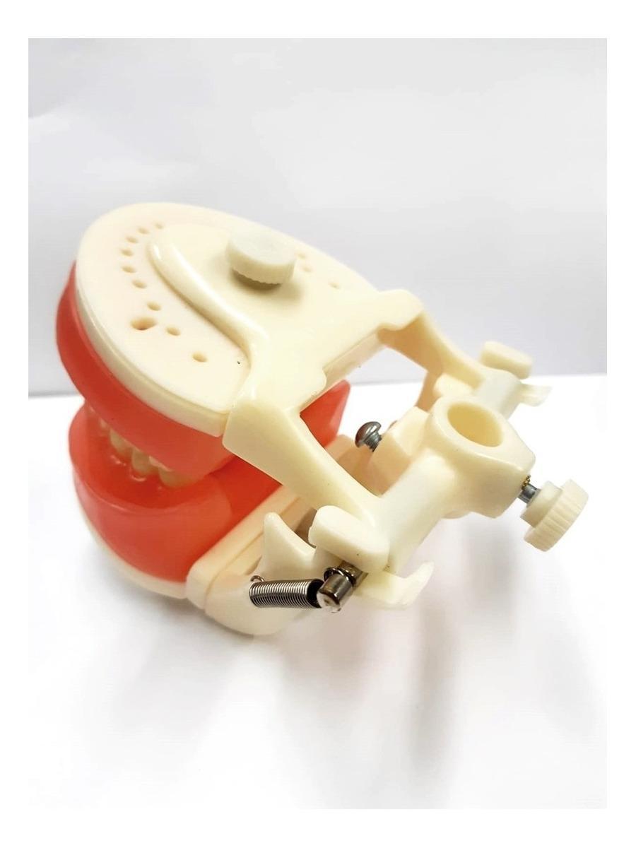 Manequim Articulado Universal Top Dentística Pd100 - Pronew Manequim - Pronew