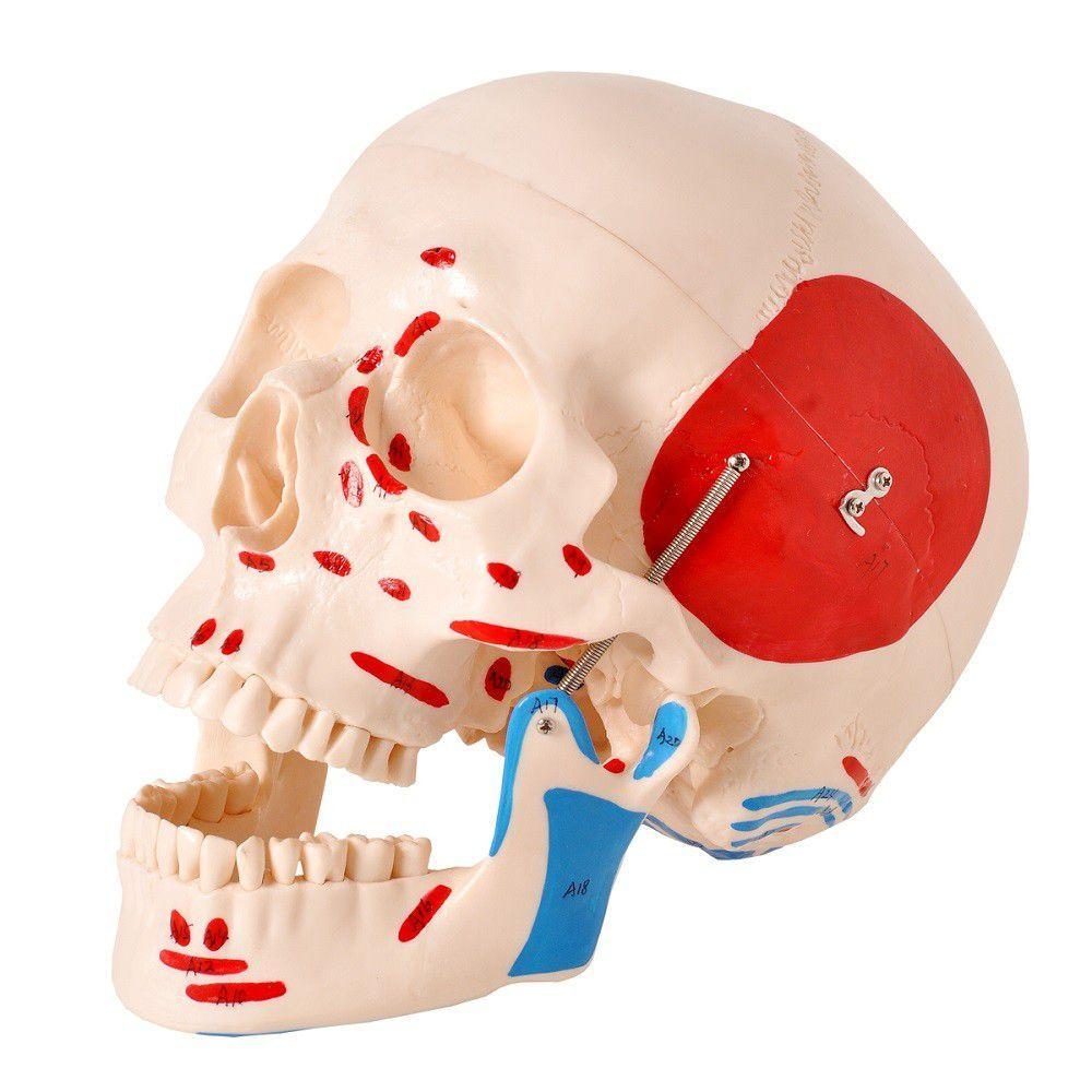 Miniatura Crânio Humano Numerado Origens Inserções Musculares 2 Partes