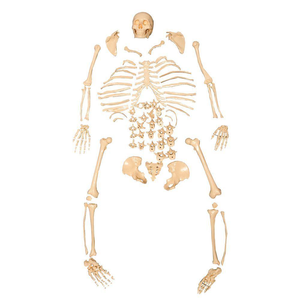 Miniatura Esqueleto Humano Padrão Desarticulado