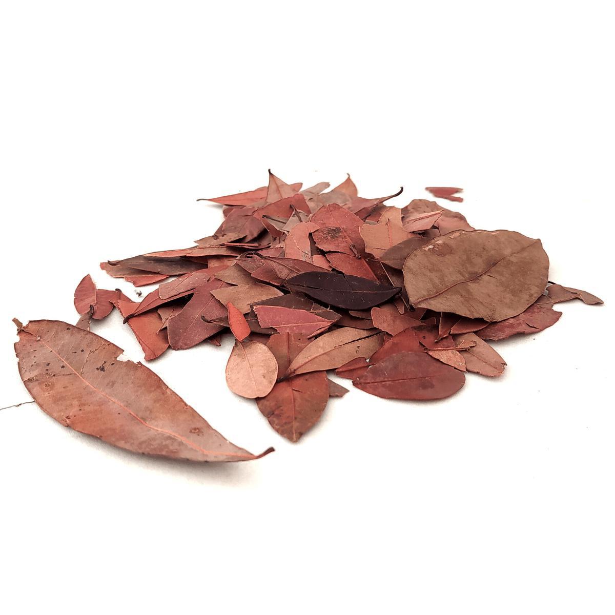 Miniatura Chá De Pedra Ume Caa 1Kg Insulina Vegetal Safra Nova