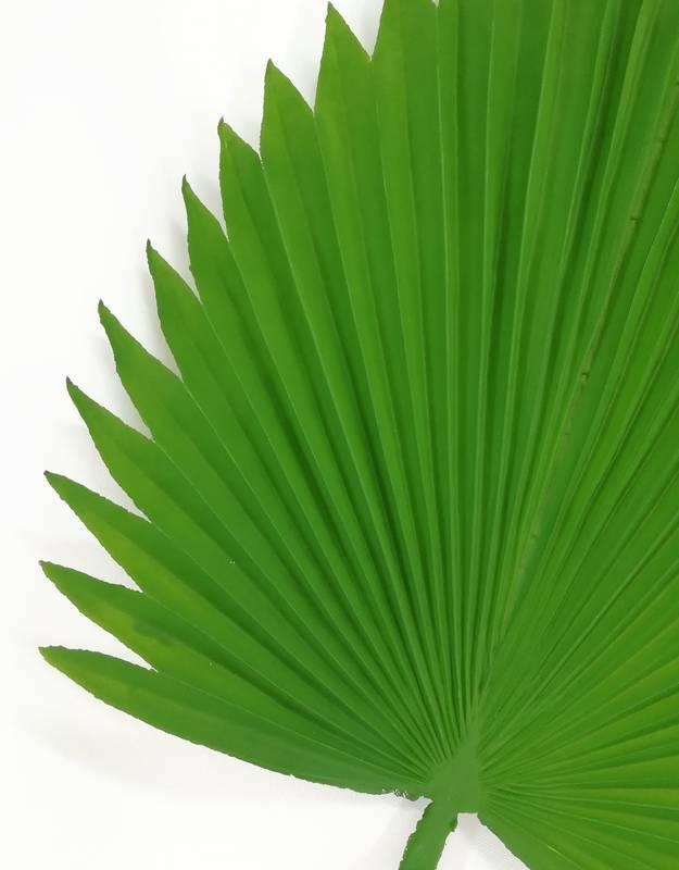 Miniatura Planta Verde Folha Palmeira Leque Toque Real Látex - 87 Cm