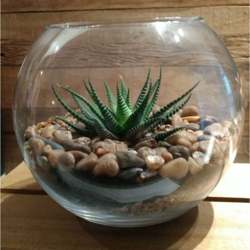 Miniatura Vaso Aquário Redondo Vidro 2 Litros Decoração - Mistral