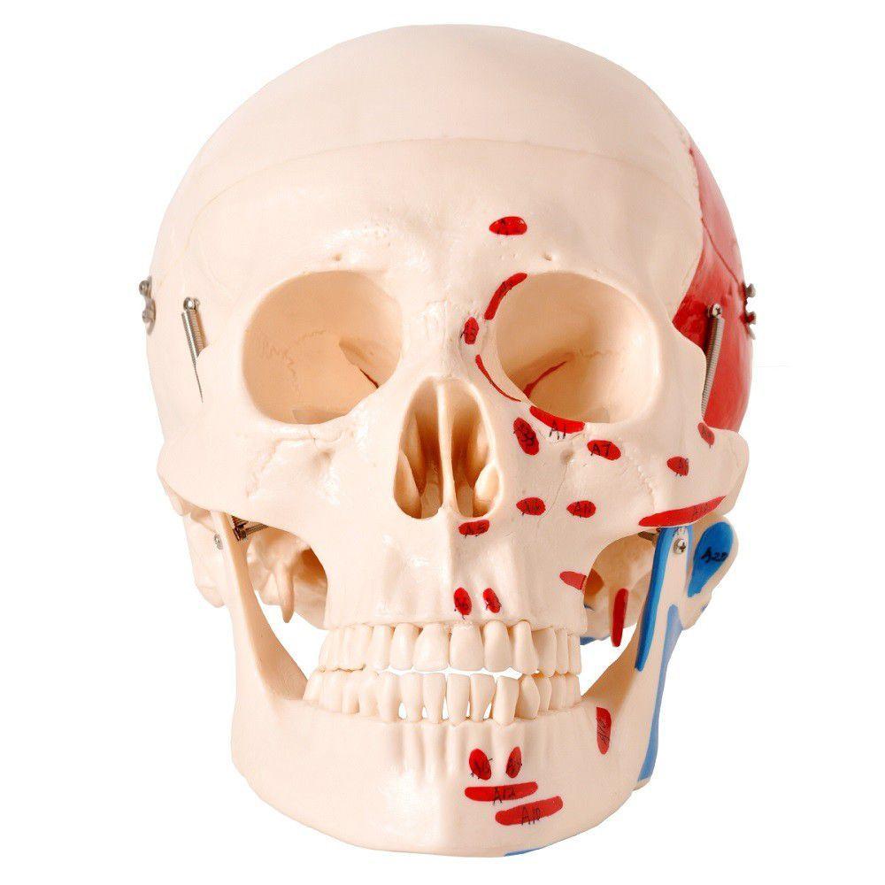 Miniatura Crânio Humano Numerado Origens Inserções Musculares 2 Partes