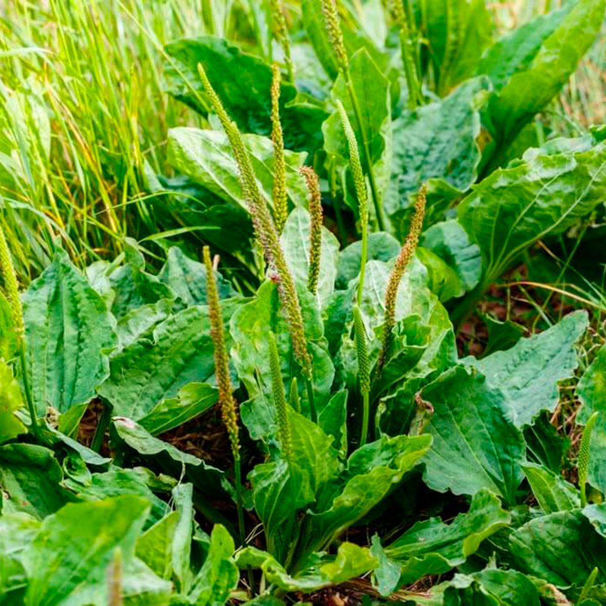 Miniatura Kit 4 Pct Chá De Tanchagem - Plantago Major L. - 100G Cada