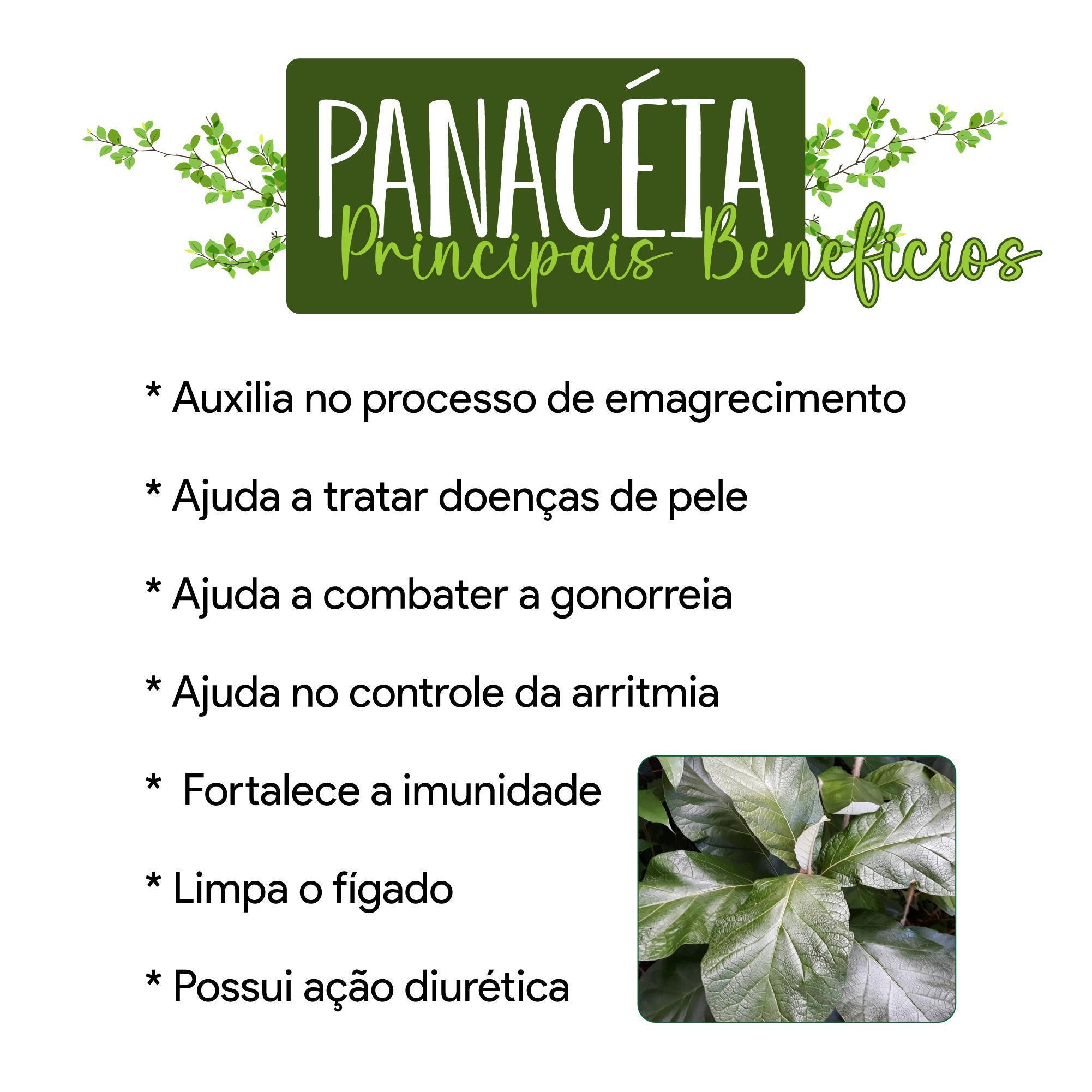 Miniatura Panacéia (Solanum Cernuum) 300 Cáps 500Mg Kit 5 Frascos