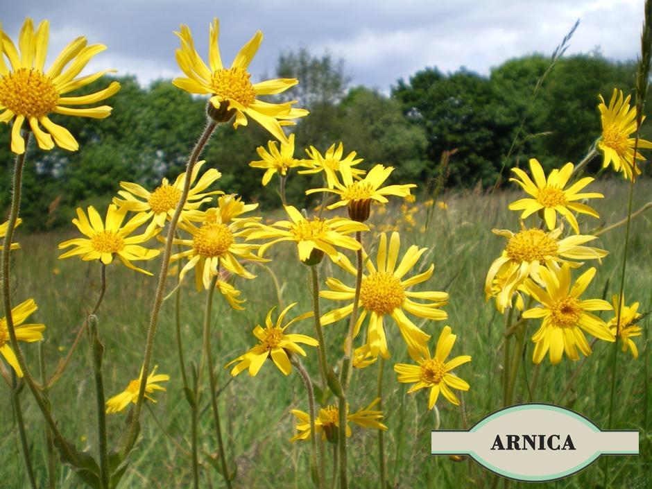 Óleo Ozonizado Arnica E Canfora Óleo De Ozônio Girassol 50Ml
