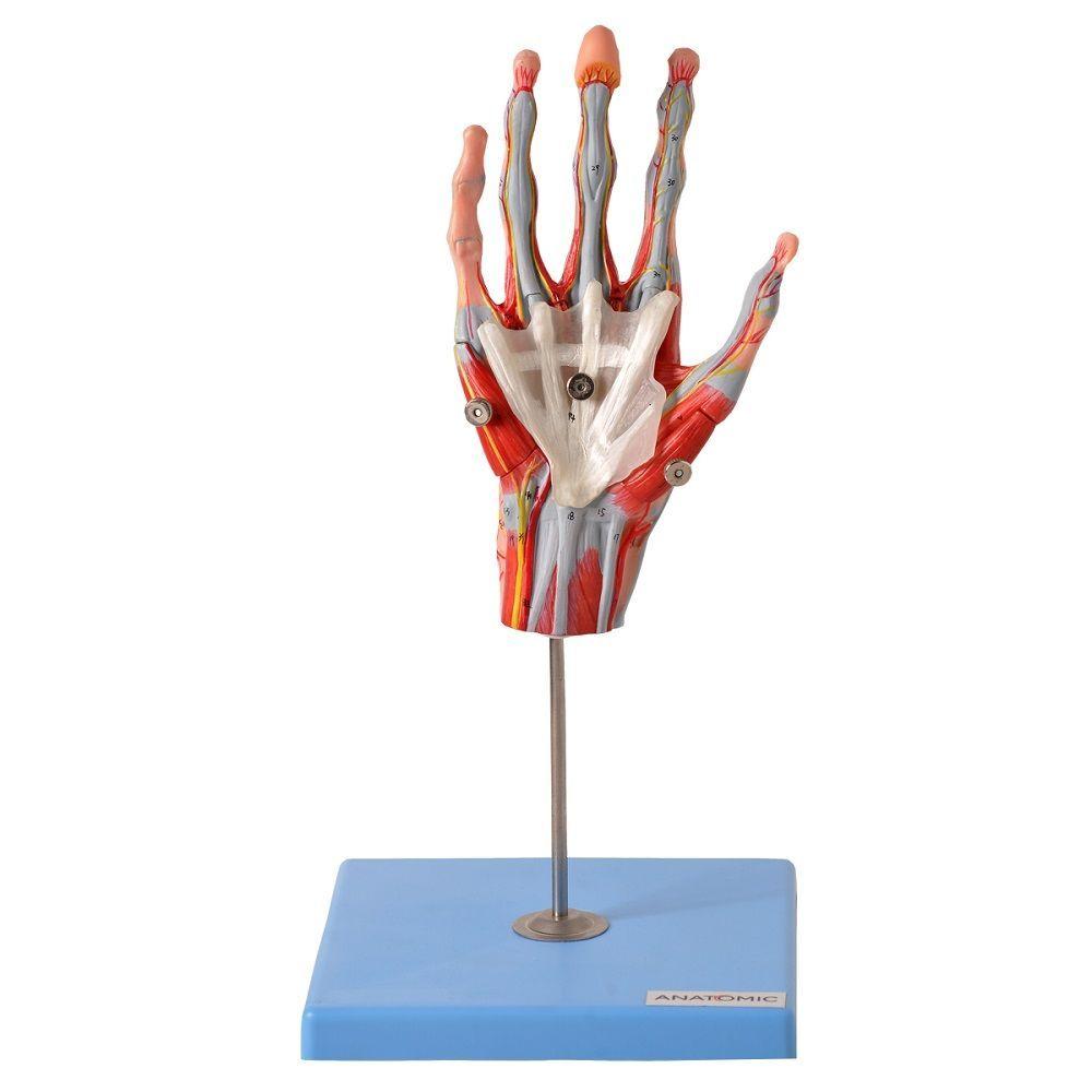 Miniatura Mão Muscular Principais Nervos e Vasos Anatomia