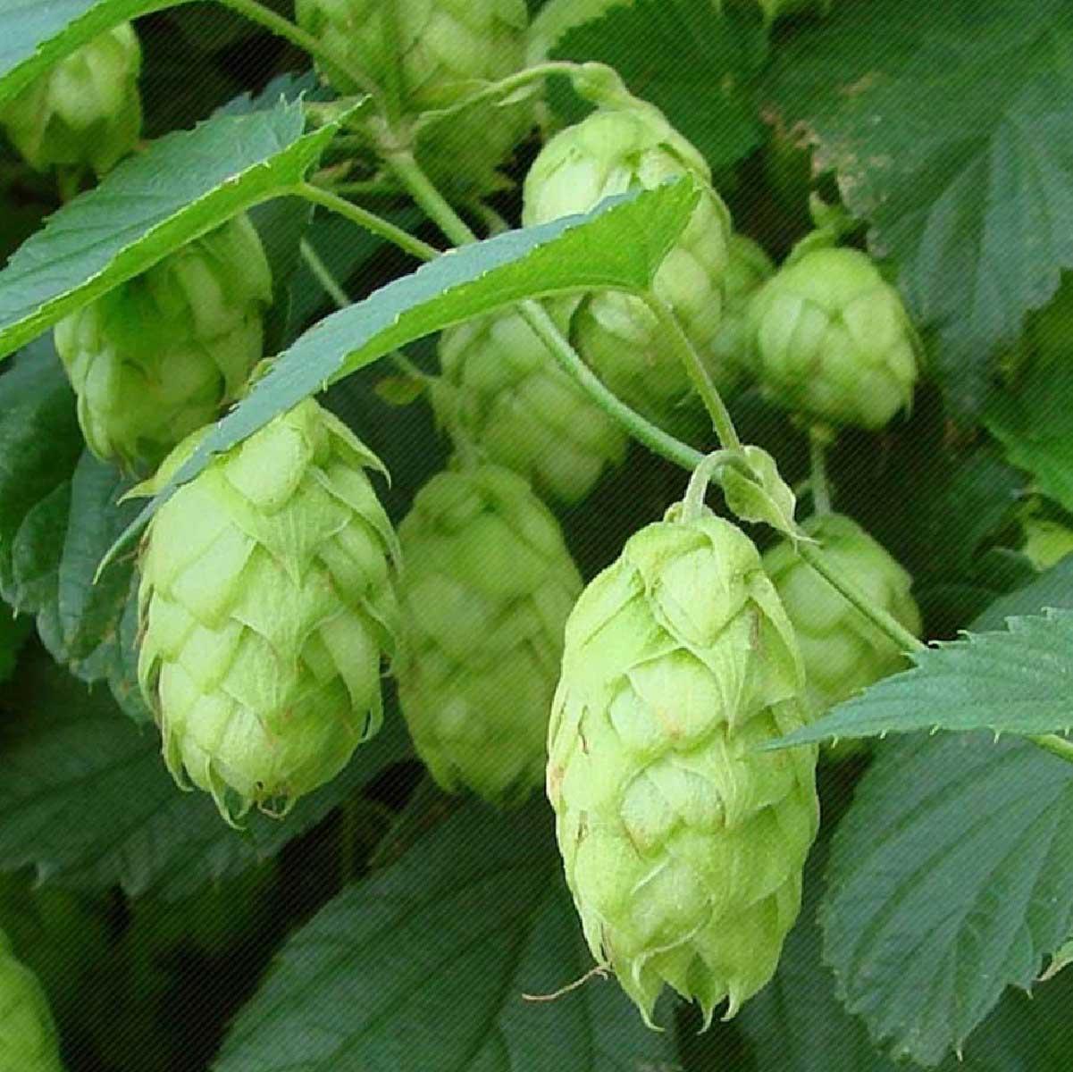 Chá De Lúpulo - Humulus Lupulus L. - 50G
