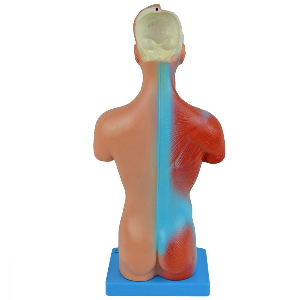 Miniatura Torso Humano De 28 Cm Assexuado Em 15 Partes