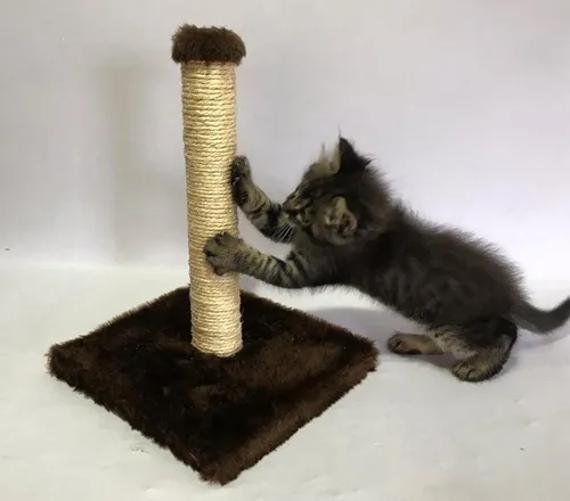 Miniatura Arranhador Mini Poste Marrom