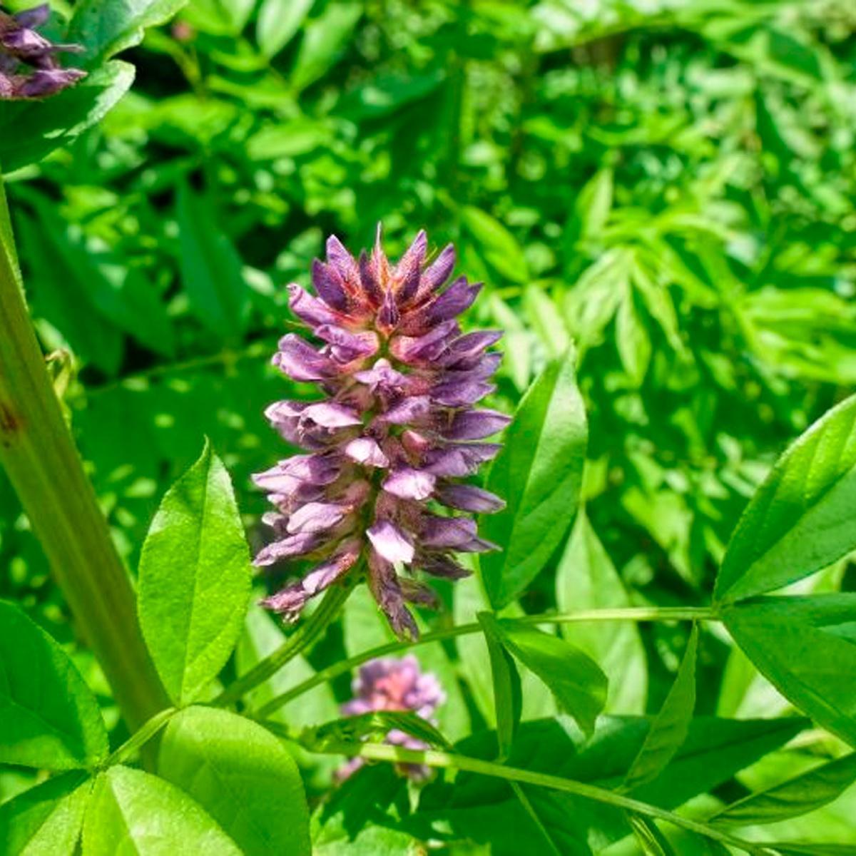 Chá De Alcaçuz - Periandra Dulcis - Martius - 100G