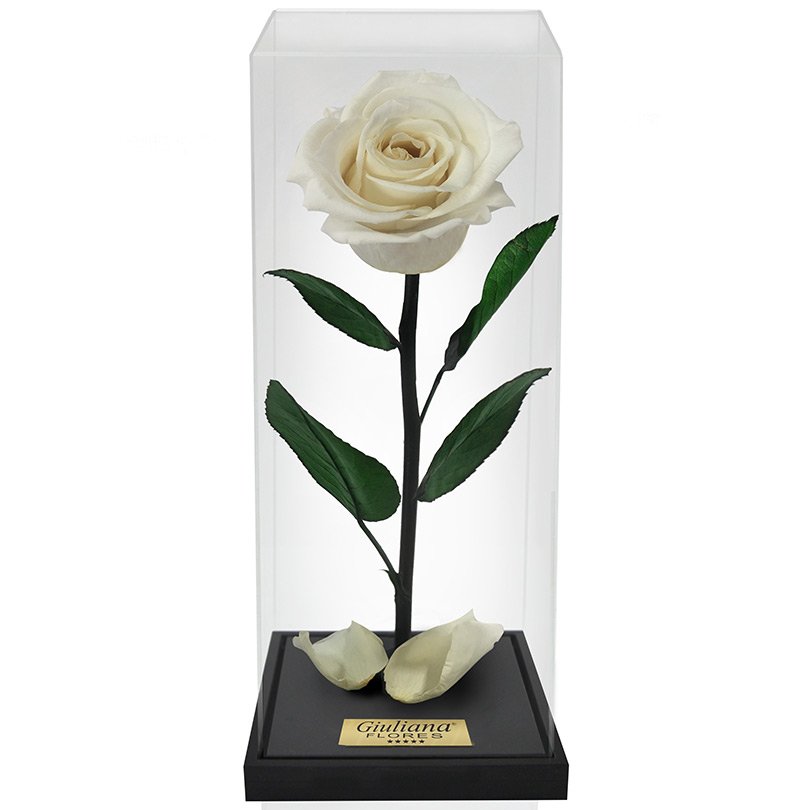Miniatura Rosa Encantada Box Branca Giuliana Flores