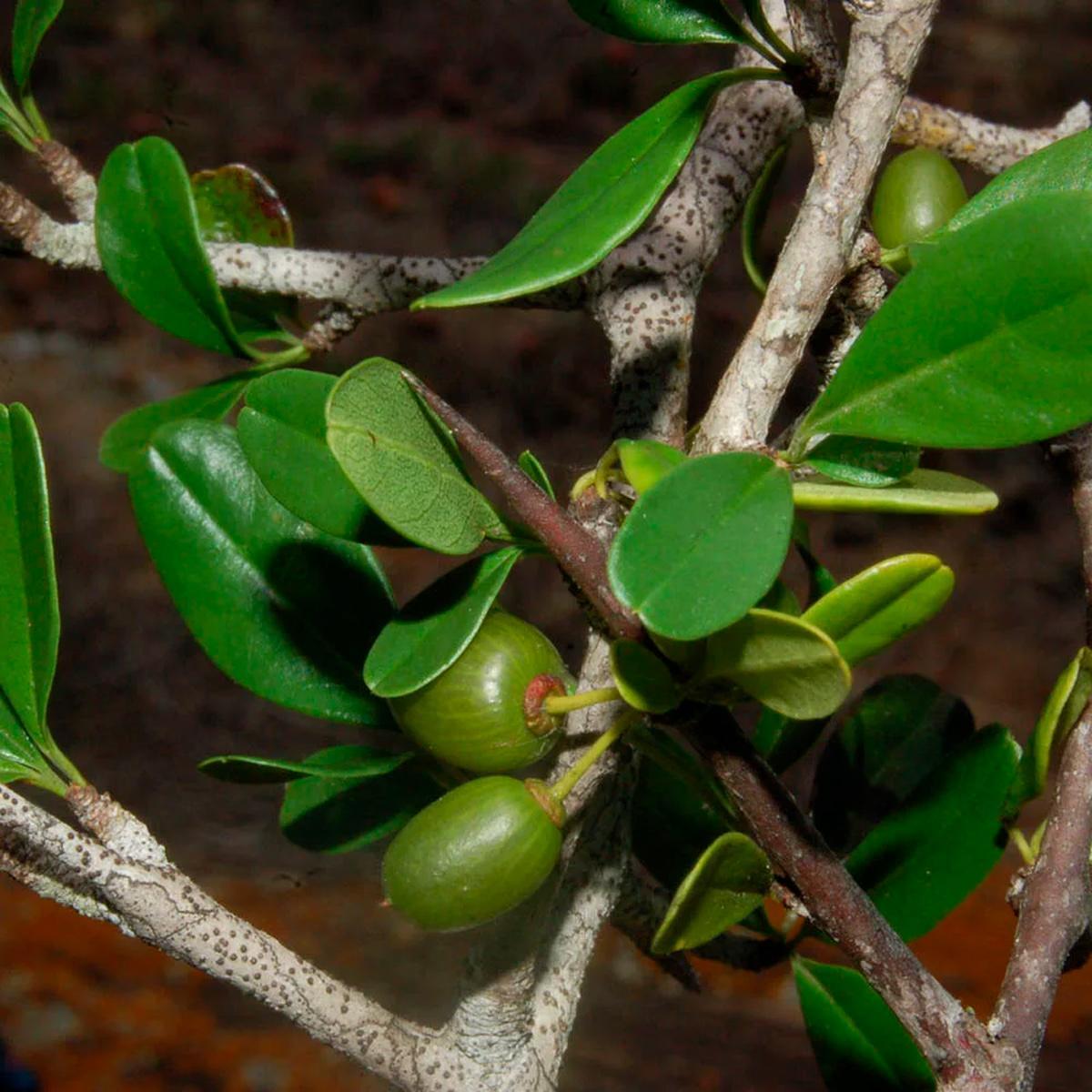 Miniatura Chá De Quixaba - Sideroxylon Obtusifolium - 100G