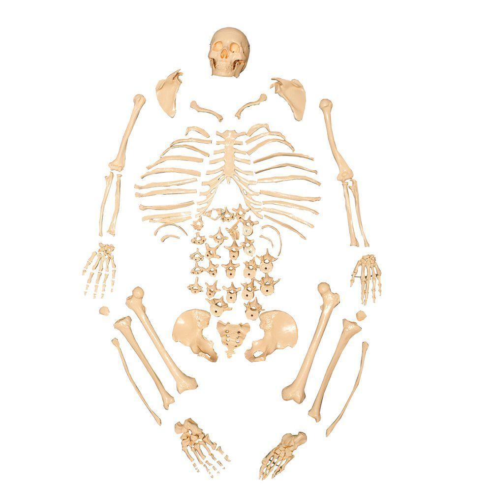 Miniatura Esqueleto Humano Padrão Desarticulado